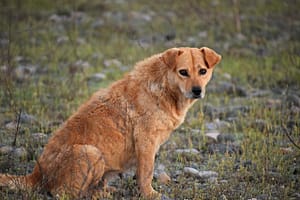 Um velho cachorro. Muitos animais morrem durante festividades que envolvem queima de fogos. Veja a história de Duke.