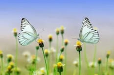 butterflies-1127666_1280-300x200 