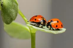 ladybugs-1593406_1280-300x198 