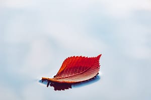 leaf-6760484_1280-300x199 